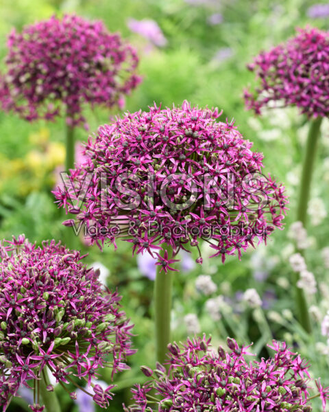 Allium Magic