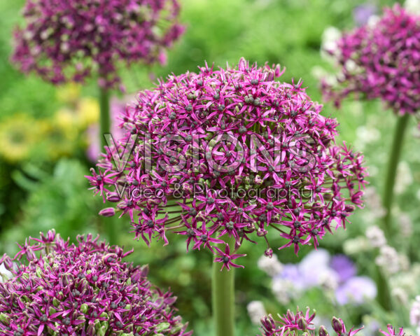 Allium Magic