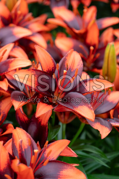 Lilium Tiny Ink