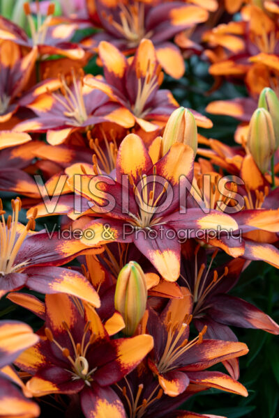 Lilium Tiny Lion