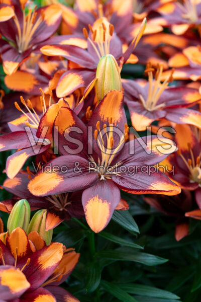 Lilium Tiny Lion
