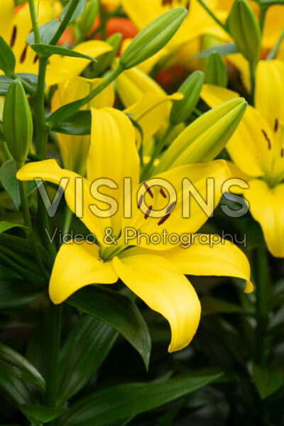 Lilium Pavia