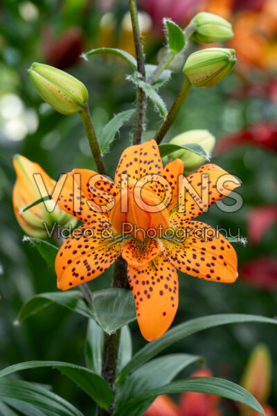 Lilium Orangerie