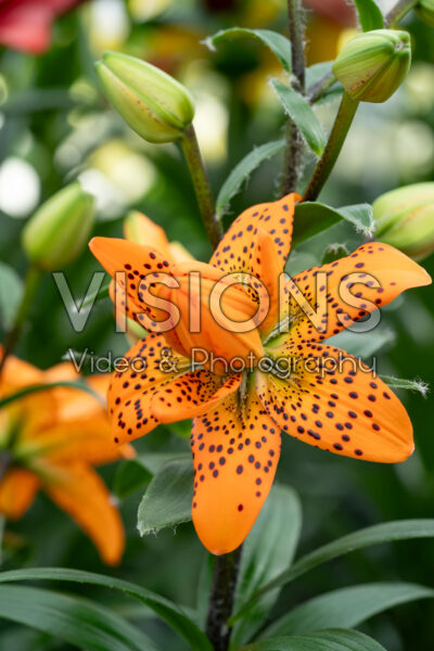 Lilium Orangerie Lilium Orangerie