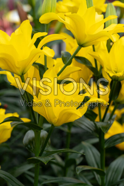 Lilium Grace