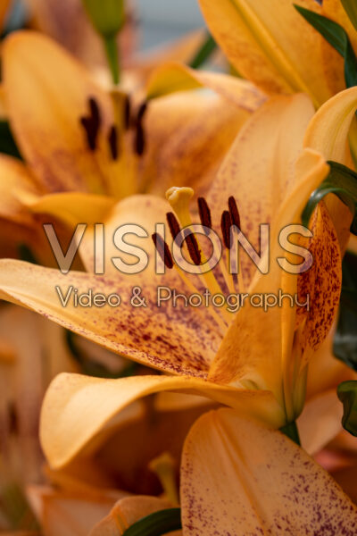Lilium Papaya