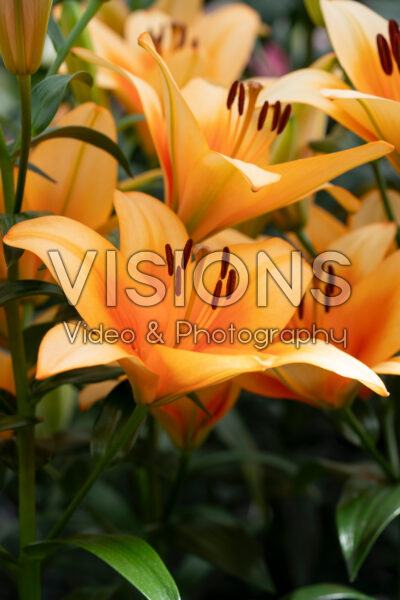Lilium Napster