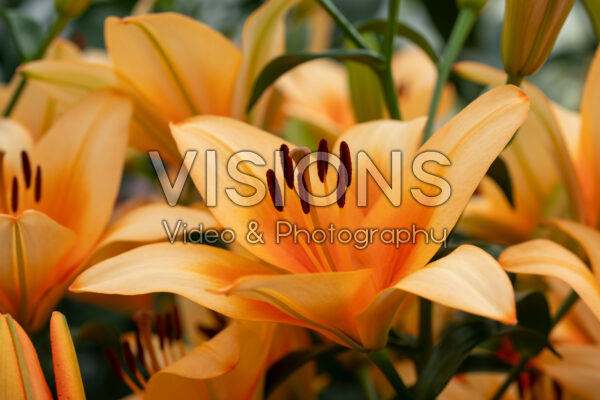 Lilium Napster