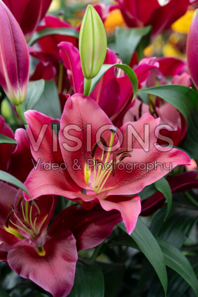 Lilium Lovestone