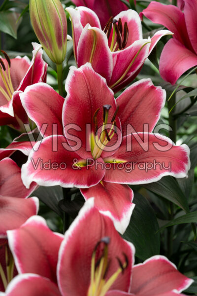 Lilium Rockstar Lilium Rockstar