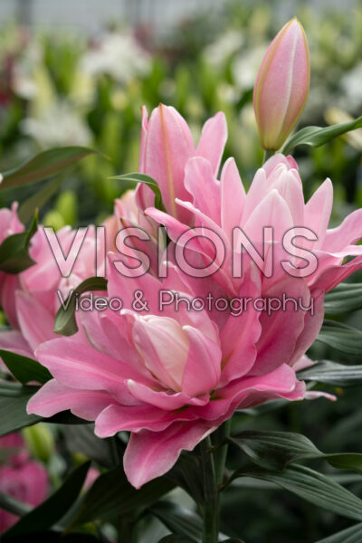 Lilium Yorktown