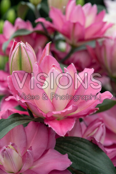 Lilium Lucky Amor