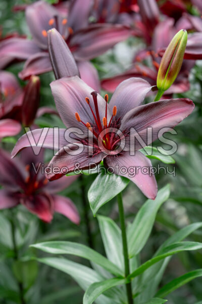 Lilium Blackstone