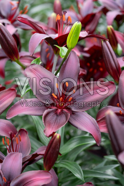 Lilium Blackstone