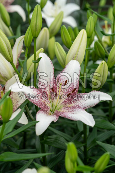 Lilium Sweet Zanica