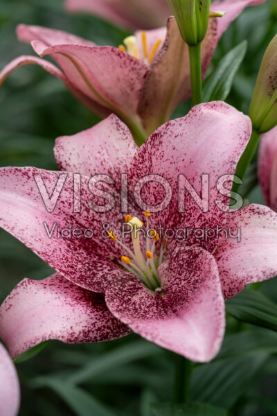 Lilium Sweet Sugar