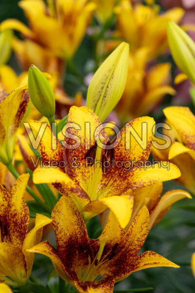 Lilium Sweet Valley