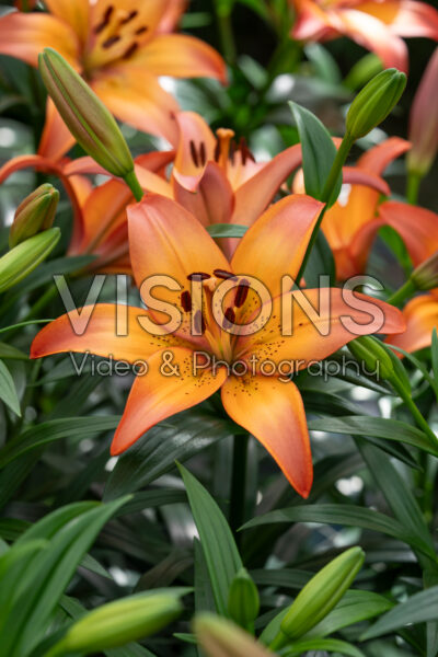 Lilium Royal Sunset