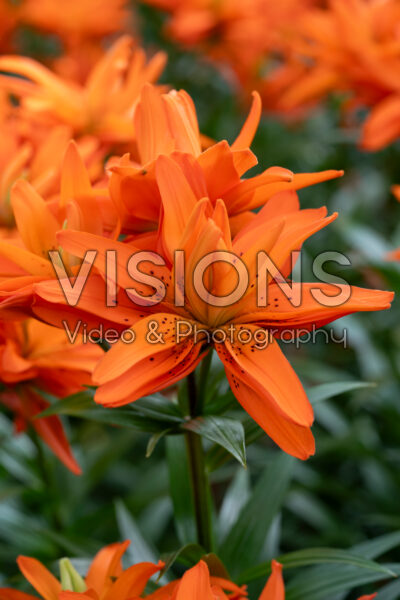 Lilium 2021-0004 Lilium 2021-0004
