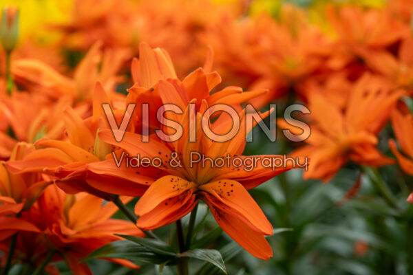 Lilium 2021-0004