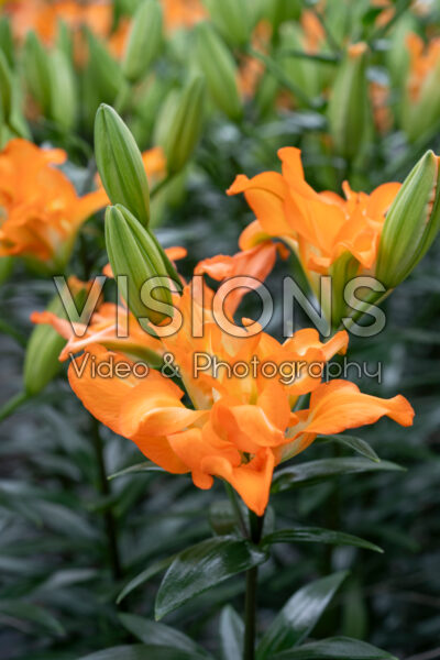 Lilium Orange Spinner