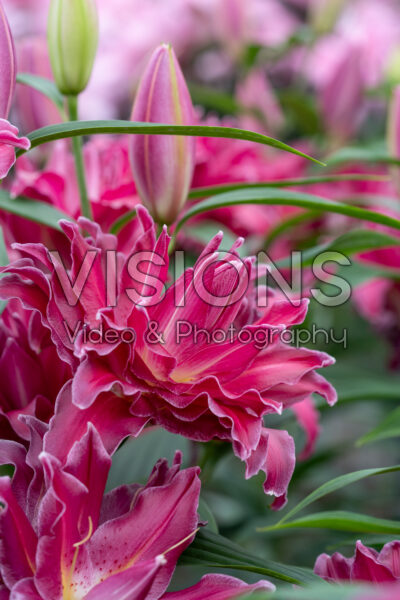 Lilium Amarna