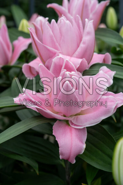 Lilium Fiorentina