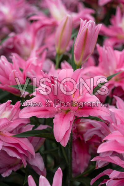 Lilium Jaipur