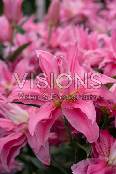 Lilium Jaipur