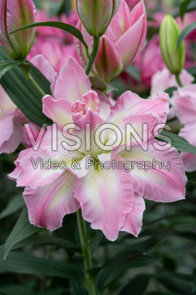 Lilium Lucky Angel