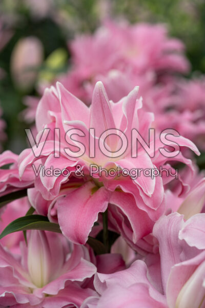 Lilium Concorde