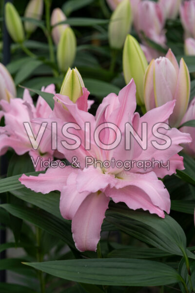 Lilium Double Dutch Gemstone