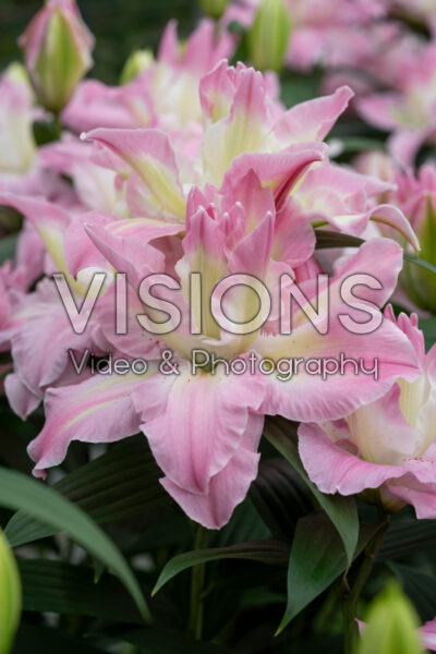 Lilium Lucky Angel Lilium Lucky Angel