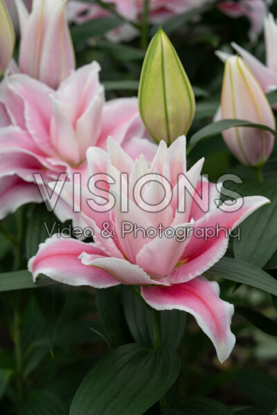 Lilium Lucky Kiss Lilium Lucky Kiss