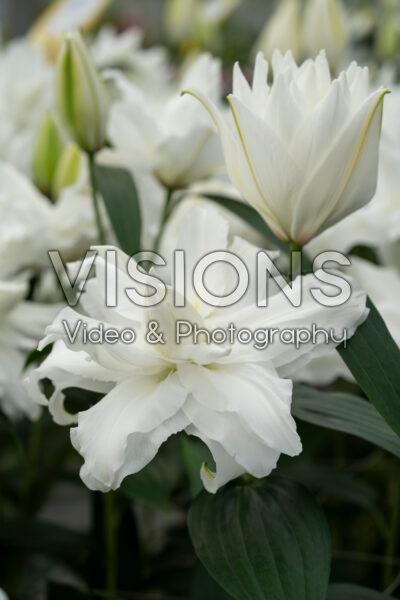 Lilium White Tornado