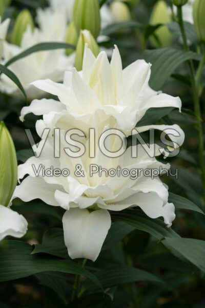 Lilium Lucky Ice