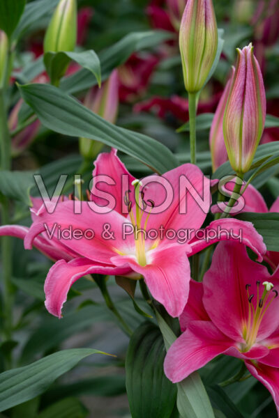 Lilium Liber Bay