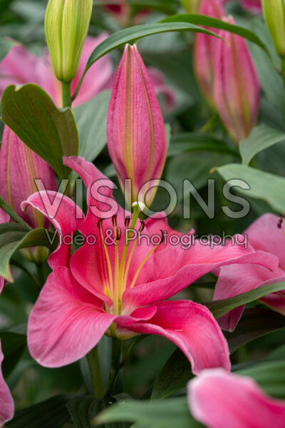 Lilium Liber Bay Lilium Liber Bay