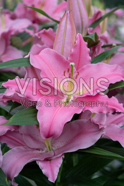 Lilium Liber Lady