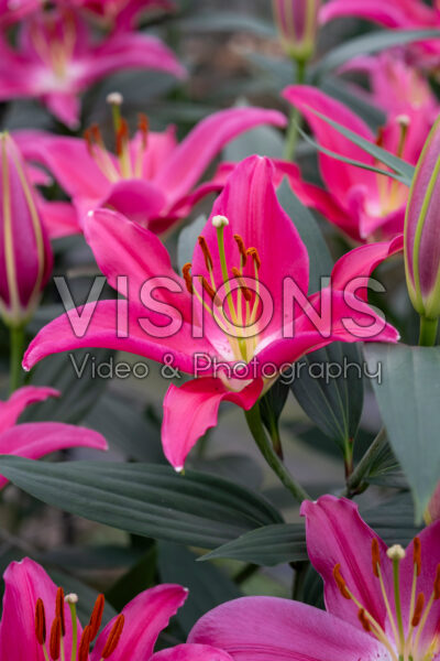 Lilium Viviana