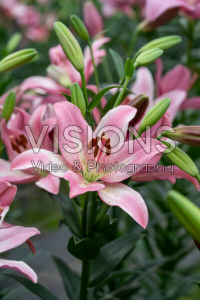 Lilium Couplet