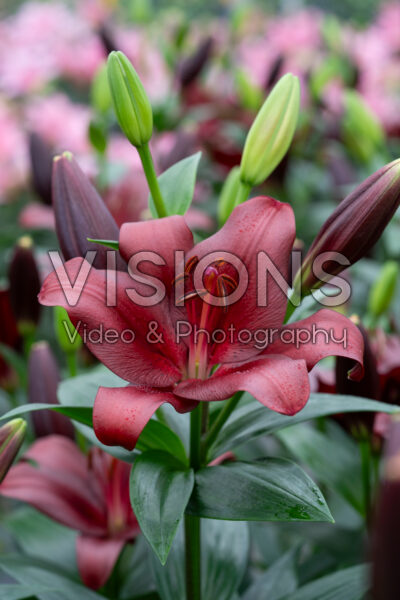 Lilium Malbec
