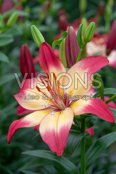 Lilium Heartstrings