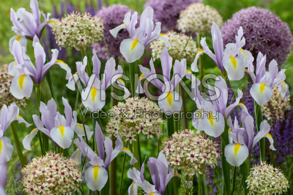 Iris King Mauve, Allium Silver Spring Iris King Mauve, Allium Silver Spring