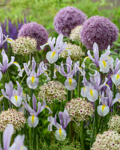 Iris King Mauve, Allium Silver Spring