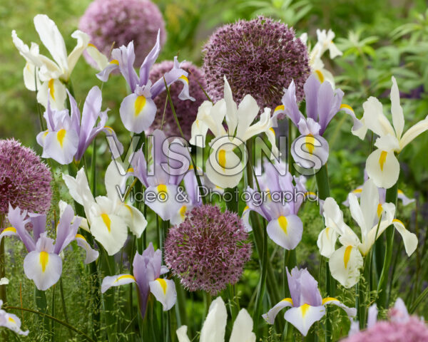 Iris hollandica, Allium