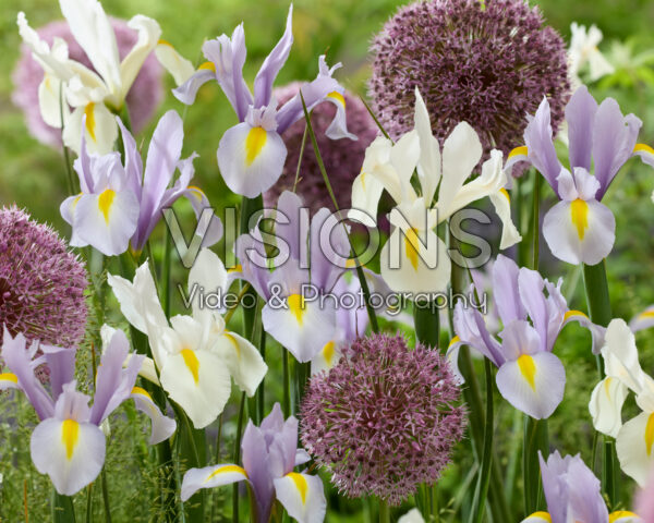 Iris hollandica, Allium Iris hollandica, Allium