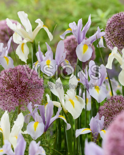 Iris hollandica, Allium