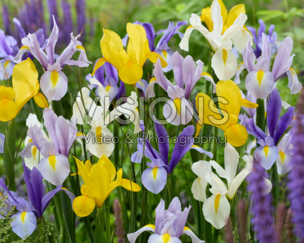 Iris hollandica mix Iris hollandica mix