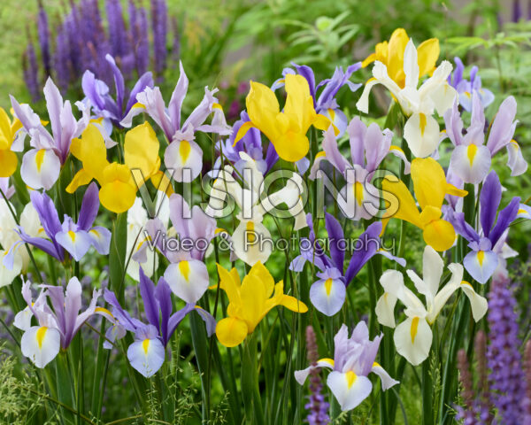 Iris hollandica mix